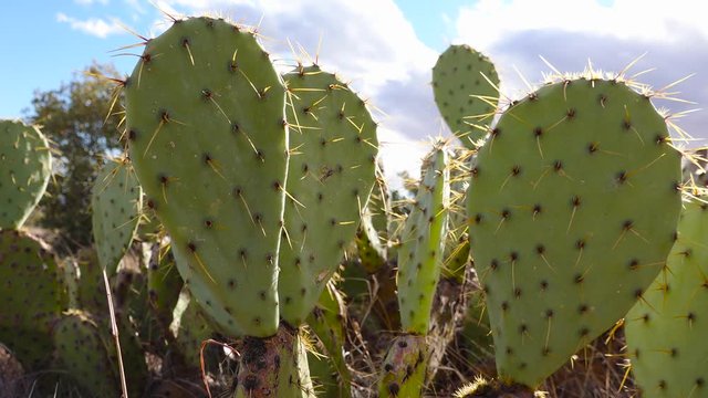 Cacti of West and Southwest USA. 	Chenille prickly pear, cowboy's red whiskers (Opuntia aciculata). New Mexico