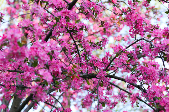 Nature background with wonderful pink blossomed spring flowers on tree branches