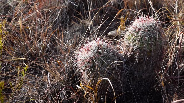Cacti of West and Southwest USA. Brady's pincushion cactus (Pediocactus bradyi). New Mexico