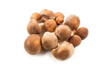 Shitake tasty mushroom isolated on white background.