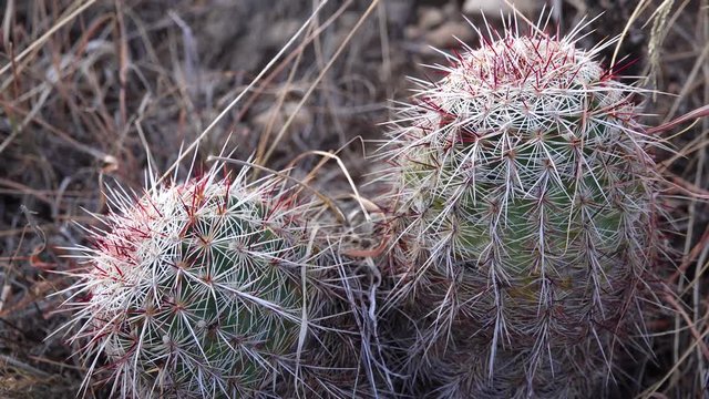 Cacti of West and Southwest USA. Brady's pincushion cactus (Pediocactus bradyi). New Mexico