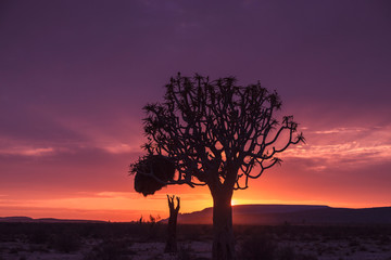 tree by dawn in desert