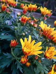 flowers in the garden