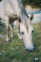 horse eating grass