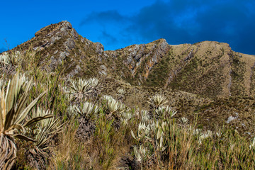 Beautiful landscape of Colombian Andean mountains showing paramo type vegetation in the department of Cundinamarca