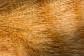 Close up image of a young ginger, orange tabby cat, kitten fur  