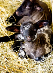Black lamb lying on straw