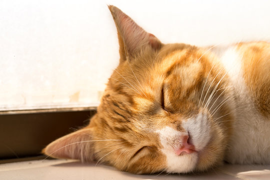 Close up image of a young ginger, orange tabby cat, kitten.  