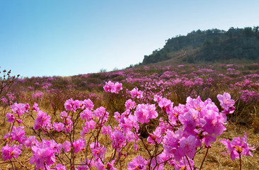 Rhododendron schlippenbachii, the royal azalea, is a plant native to the Korean Peninsula. These are growing wild in Geoje island, Gyeongsan province, South Korea.