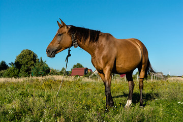 Naklejka premium horse in a field