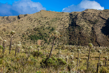 Beautiful landscape of Colombian Andean mountains showing paramo type vegetation in the department of Cundinamarca