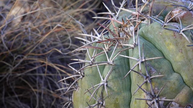 Cacti of West and Southwest USA. Eagle claws, Turk's head, devil's head (Echinocactus horizonthalonius). New Mexico