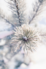 Closeup of pine tree branch covered with snow. Winter background with shallow depth of field.