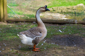Bird 301
