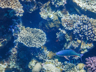 Naklejka na ściany i meble underwater view of red sea