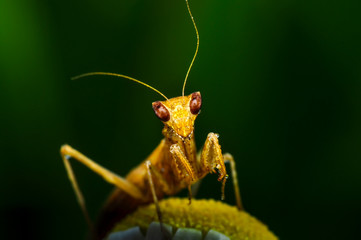 Close up of pair of Beautiful European mantis ( Mantis religiosa )
