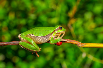 Europaean tree frog Hyla arborea from water onto dry reed-mace leaf in natural background