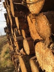Baumstämme Holzhaufen