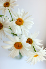 Bouquet of white chamomiles