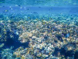 underwater view of red sea