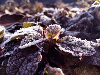 frost on the leaves