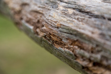 Selective focus on line of termite damage to tree branch with blurred background