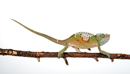 Parsons Chamäleon in der Häutung (Calumma parsonii cristifer) - moulting Parson's chameleon © bennytrapp