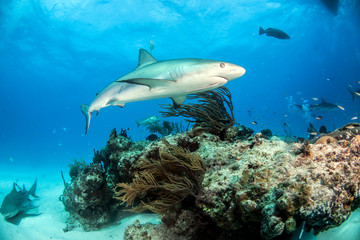 Caribbean reef shark at the Bahamas