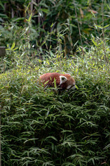 A Red Panda eating its fill of bamboo