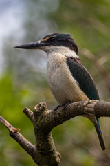Kotare, or Sacred Kingfisher, standing on a branch