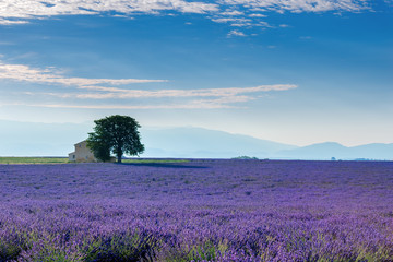 Fototapeta premium Lavender 63