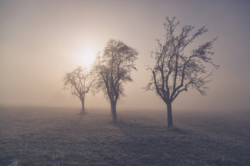 Fototapeta na wymiar three bare winter trees in fog and sunlight