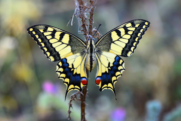 Beautiful butterfly sitting on flower in a summer garden © blackdiamond67