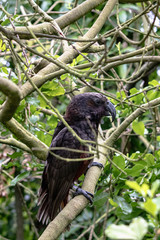 North Island Kaka perched on a branch