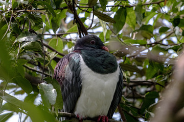 New Zealand Wood Pigeon, or Kereru, on branch