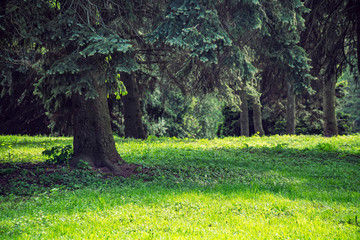 Green summer grass and pine tree