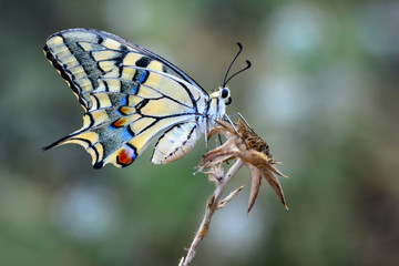 Obraz premium Beautiful butterfly sitting on flower in a summer garden
