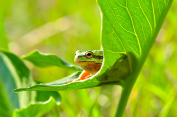 Europaean tree frog Hyla arborea from water onto dry reed-mace leaf in natural background