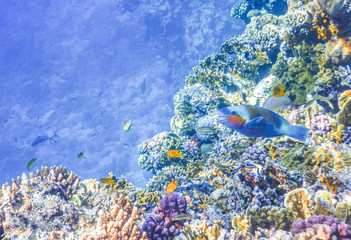 underwater view of red sea