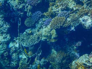 underwater view of red sea