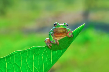 Europaean tree frog Hyla arborea from water onto dry reed-mace leaf in natural background
