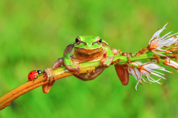 Europaean tree frog Hyla arborea from water onto dry reed-mace leaf in natural background