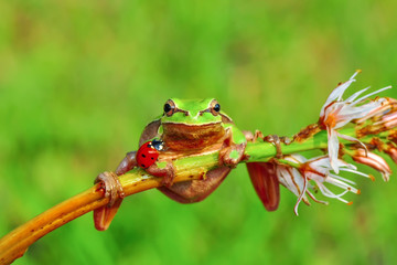 Europaean tree frog Hyla arborea from water onto dry reed-mace leaf in natural background
