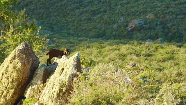 A goat standing on the edge of a rock with a cactus stuck on it's skin - Wide shot