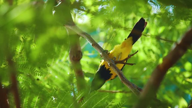 A Beautiful Black And Yellow Troupial Bird Perched On A Flamboyant Tree - Close Up