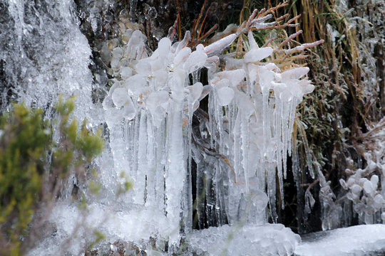 vegetaci&oacute;n helada