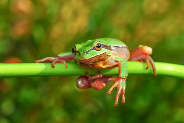 Europaean tree frog Hyla arborea from water onto dry reed-mace leaf in natural background