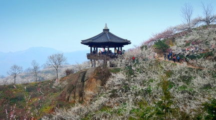 Fototapeta na wymiar Spring landscape. Plum blossom trees in Gwangyang, Maehwa village, South Korea