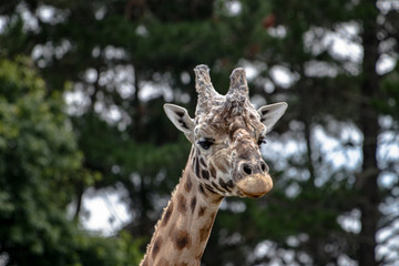 Close up of a giraffe's head with trees in background