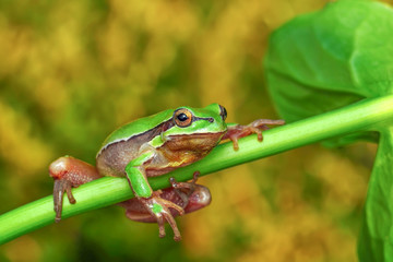 Europaean tree frog Hyla arborea from water onto dry reed-mace leaf in natural background